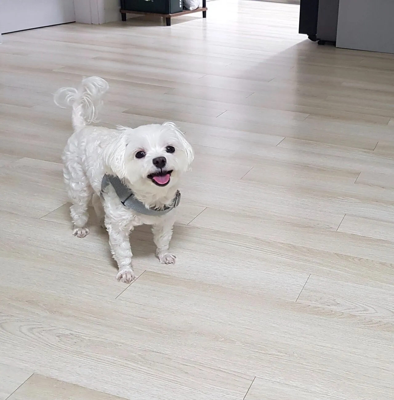 주말 힐링은 카페 투어. 그리고 우리 댕댕이 보세요.